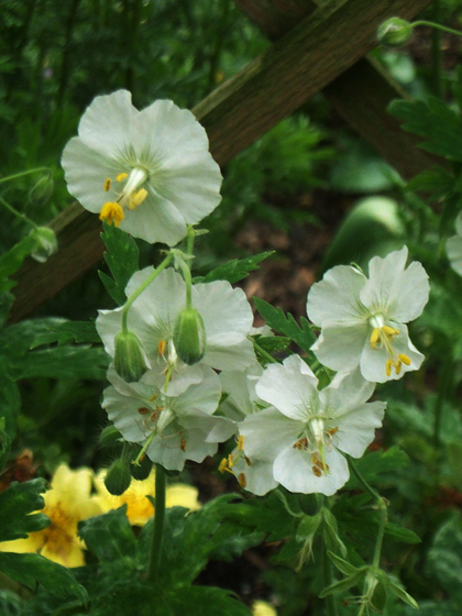 White Dusky Cranesbill